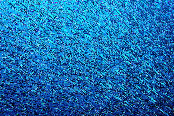 sardines_pescador_moalboal